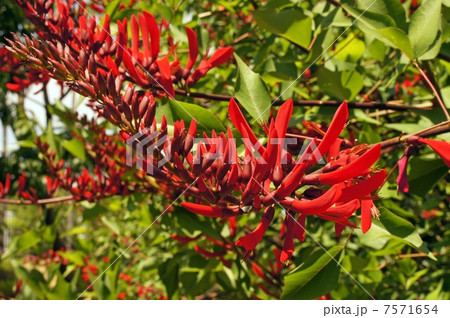ヒシバデイゴの花 ヒシバデイゴの花 7571654