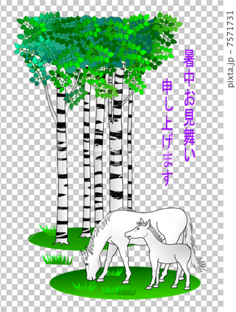 樺樹溫暖的夏天日出 7571731