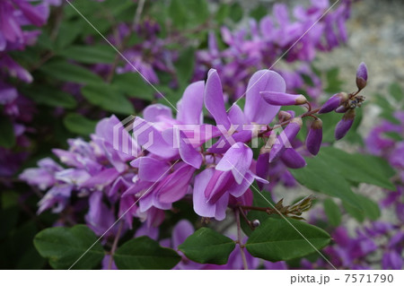 ニワフジ 7571790