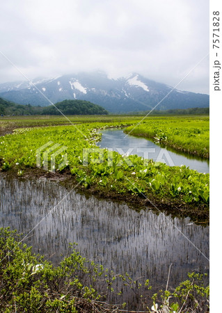 尾瀬ヶ原 7571828