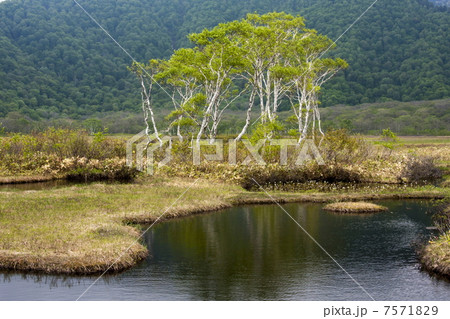 尾瀬ヶ原 尾瀬ヶ原 7571829