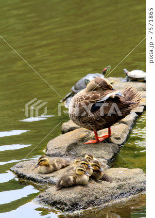 岩の上で休憩するカルガモの親子 岩の上で休憩するカルガモの親子 7571865