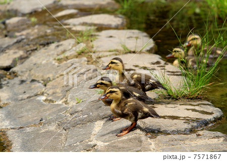 水辺を歩くカルガモの赤ちゃん 水辺を歩くカルガモの赤ちゃん 7571867