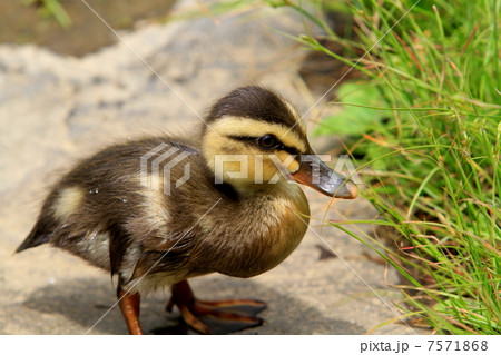 カルガモの赤ちゃんクローズアップ 7571868