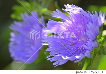 ストケシア 7572061