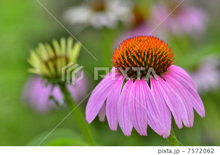 エキナセア エキナセア 7572062