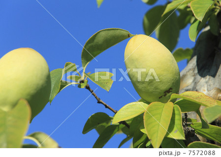 カリンの実 7572088