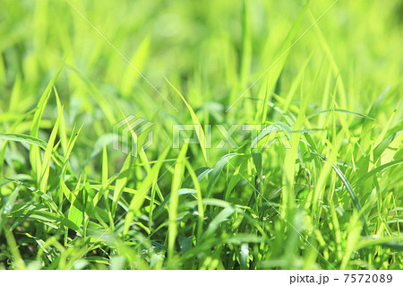 若草 7572089