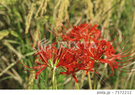 彼岸花と稲穂 7572212