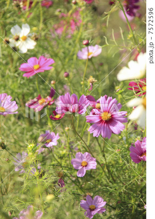 コスモス 7572596