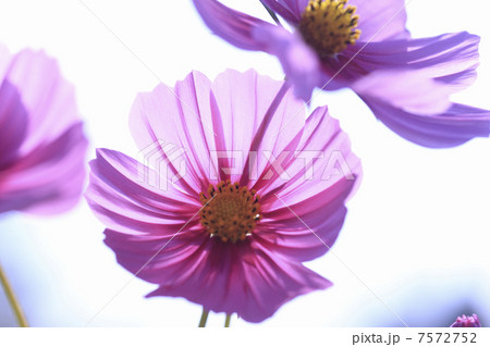 コスモス コスモス 7572752