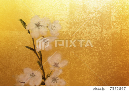 金屏風と桜のバックグラウンド 金屏風と桜のバックグラウンド 7572847
