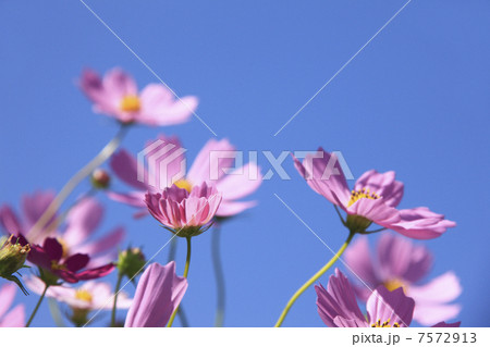 コスモス コスモス 7572913