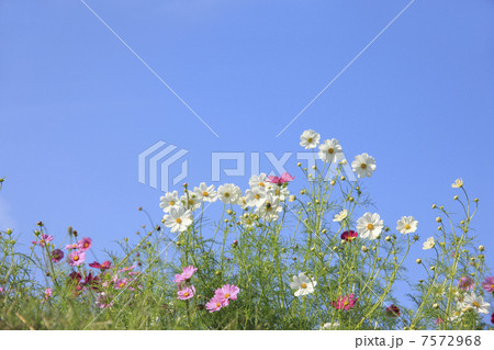 コスモス 7572968