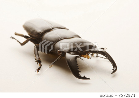 クワガタムシ 7572971