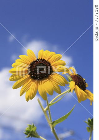 青空とヒマワリ 青空とヒマワリ 7573180