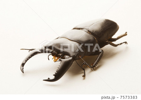 クワガタムシ 7573383