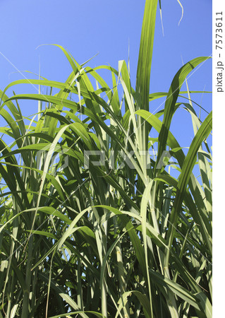 サトウキビ 7573611