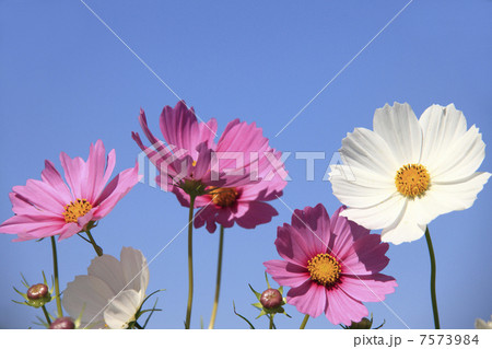 コスモス 7573984
