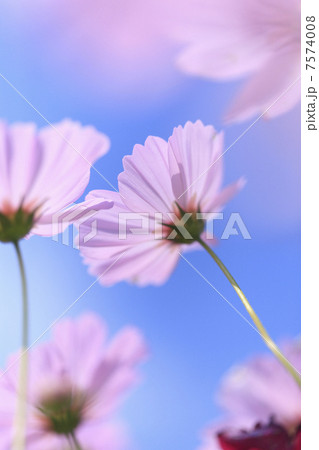 コスモス 7574008