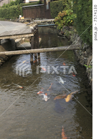 萩、藍場川の鯉 萩、藍場川の鯉 7574130