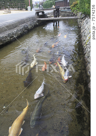 萩 藍場川の鯉の写真素材