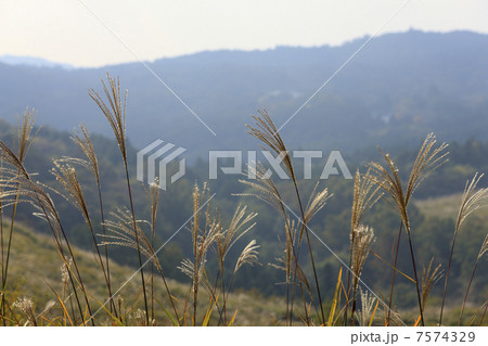 秋の秋吉台 7574329