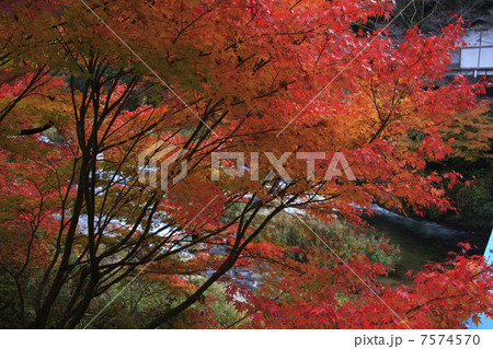 奥津渓谷の紅葉 7574570