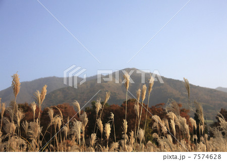蒜山とススキ 7574628