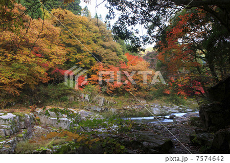 奥津渓谷の紅葉 7574642