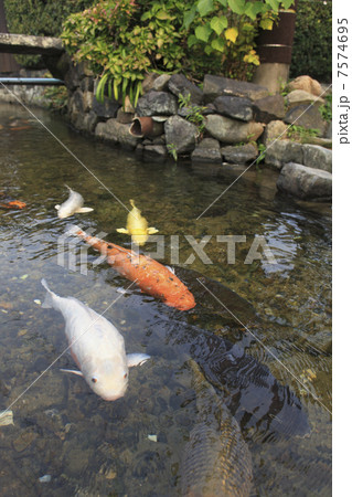 萩 藍場川の鯉の写真素材