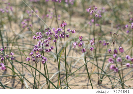 らっきょの花 7574841