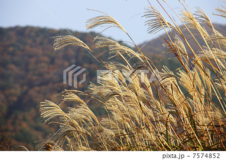 蒜山とススキ 7574852