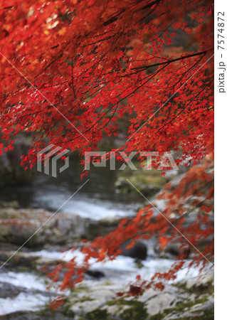 奥津渓谷の紅葉 7574872