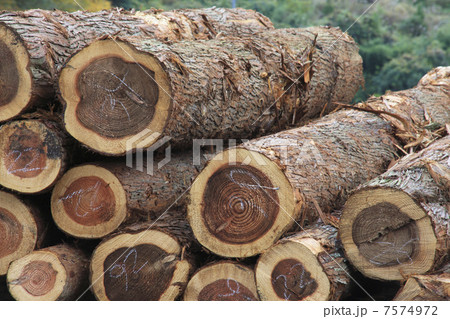 材木の丸太 7574972