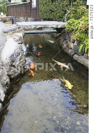 萩 藍場川の鯉の写真素材
