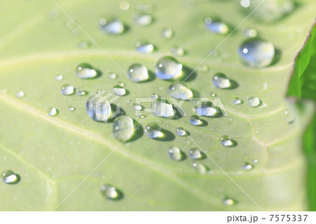 蒜山高原のキャベツ 7575337