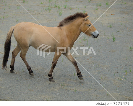パカパカ歩く 蒙古野馬 パカパカ歩く 蒙古野馬 7575475