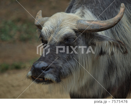 スイギュウ（家畜種　メス）の顔 7575476