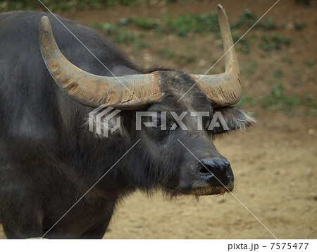 スイギュウ(家畜種 オス)の顔 スイギュウ(家畜種 オス)の顔 7575477