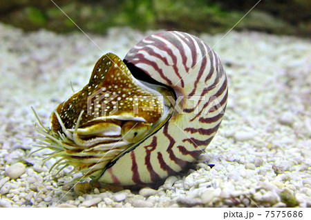 nautilus shell underwater 7575686
