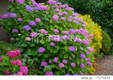 あじさい 7575859