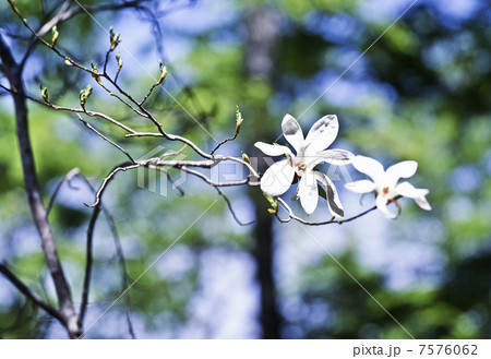 山コブシの花 7576062