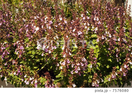 ウォールジャーマンダー・薄桃色の花 ウォールジャーマンダー・薄桃色の花 7576080