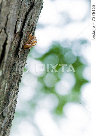 蝉の抜け殻 7576158