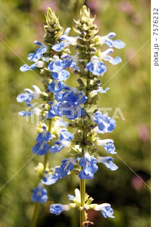 サルビア・ウルギノーサの青い花 7576232