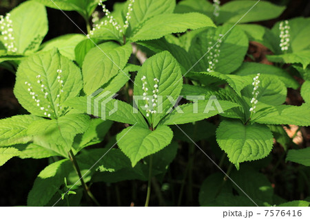 二人静 二人静 7576416