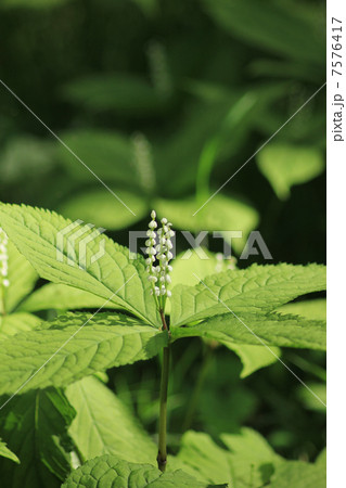 二人静 二人静 7576417