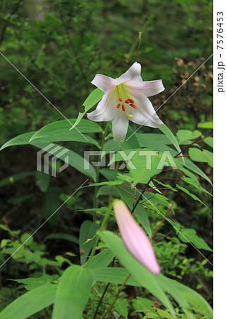 林の中のササユリ 林の中のササユリ 7576453