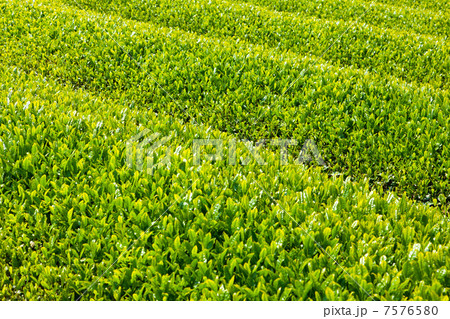 静岡の茶畑 7576580